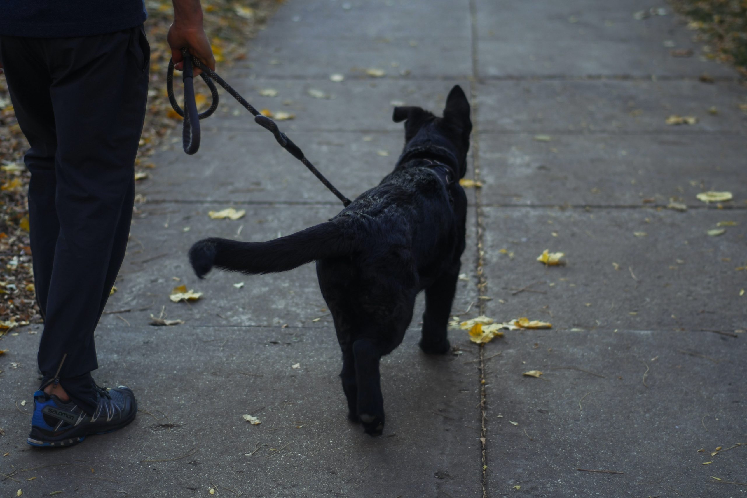 A person walking a dog on a leash representing dog bit incidents
