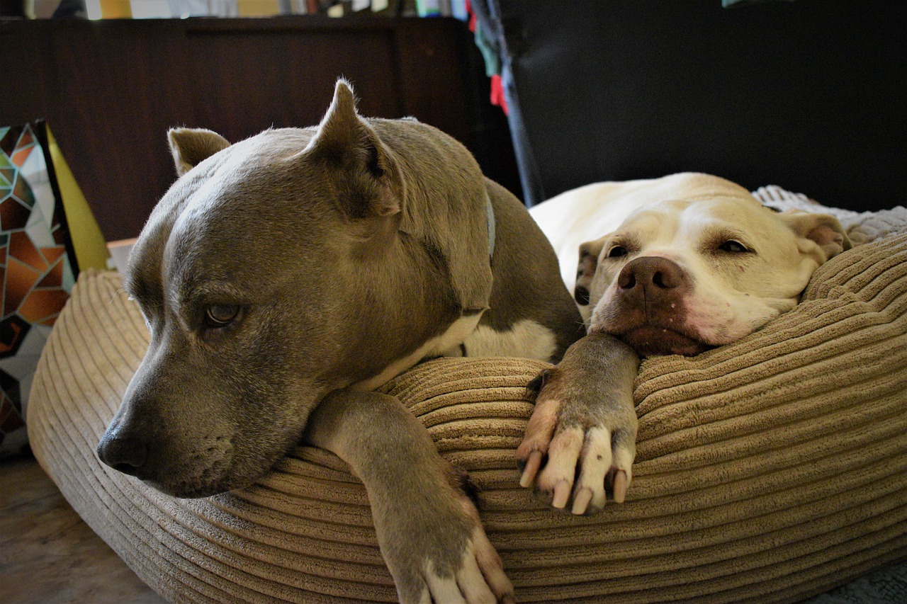 Pit Bulls and The Dog Owners' Liability Act