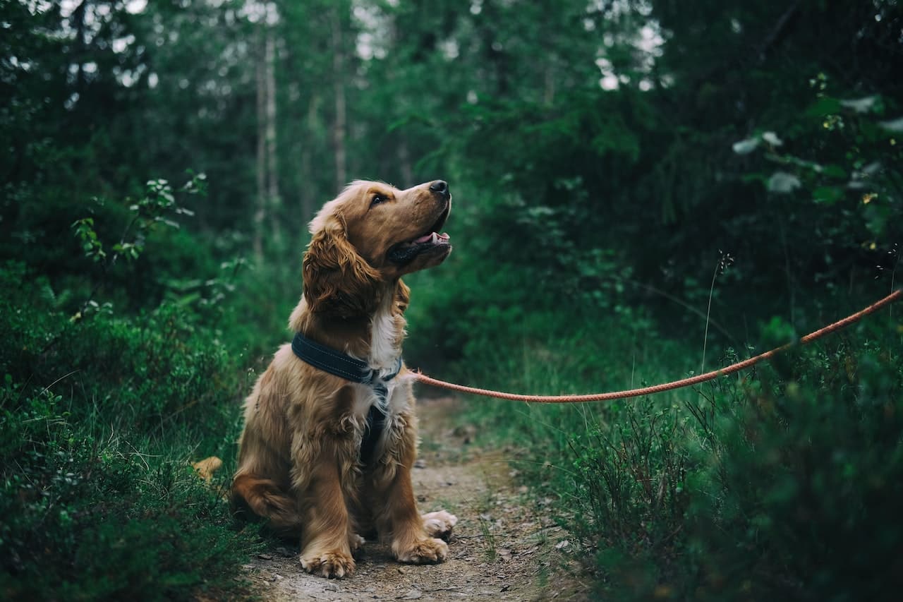 english cocker spaniel in forest