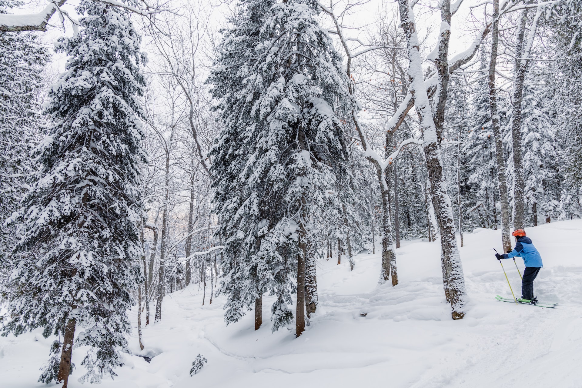 skier skiing through trees