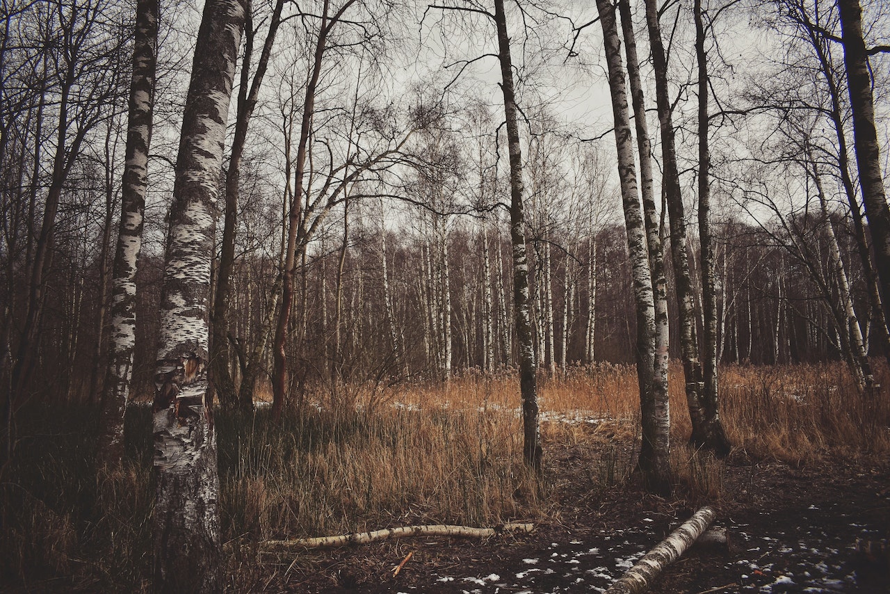 birch tree forest