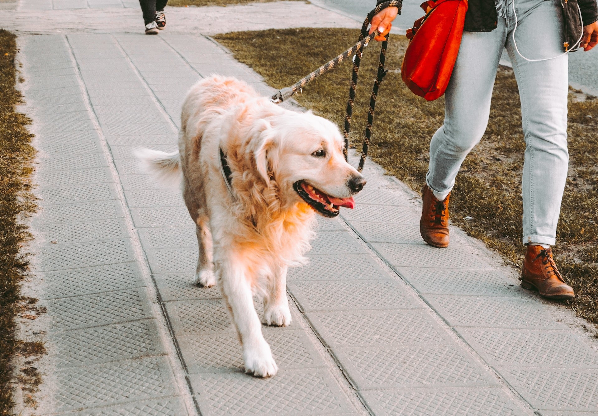 person walking beside a golden retriever