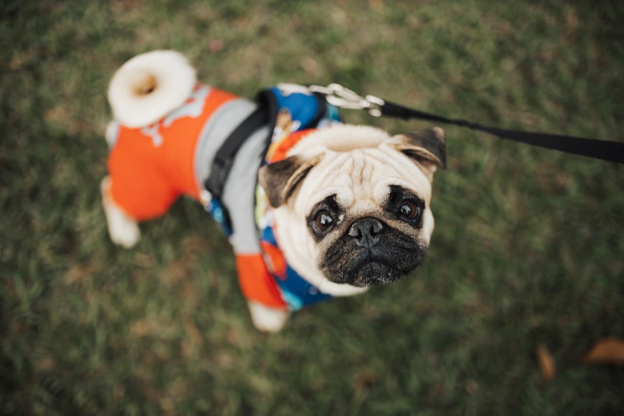 a pug in clothing on a leash