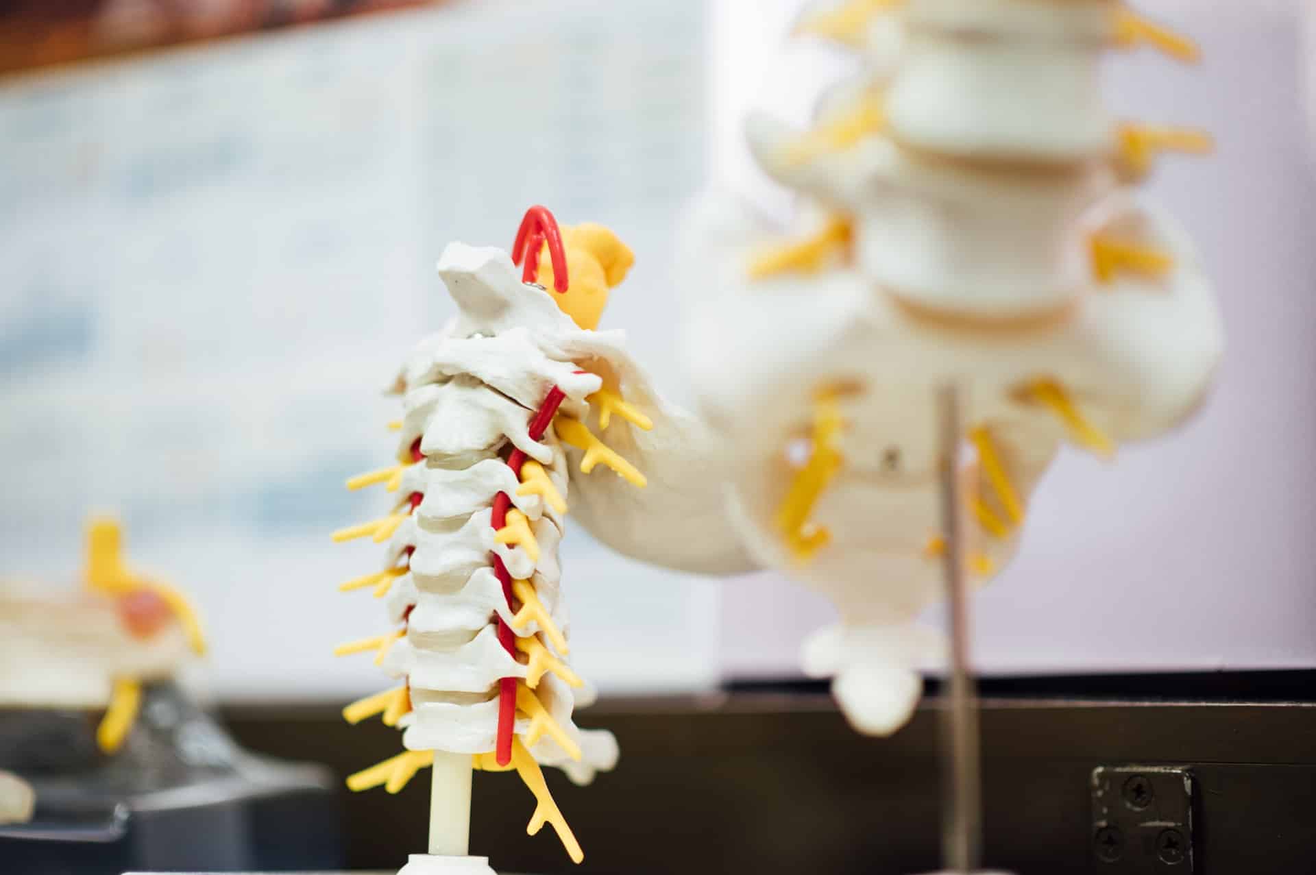 spine and lumbar model
