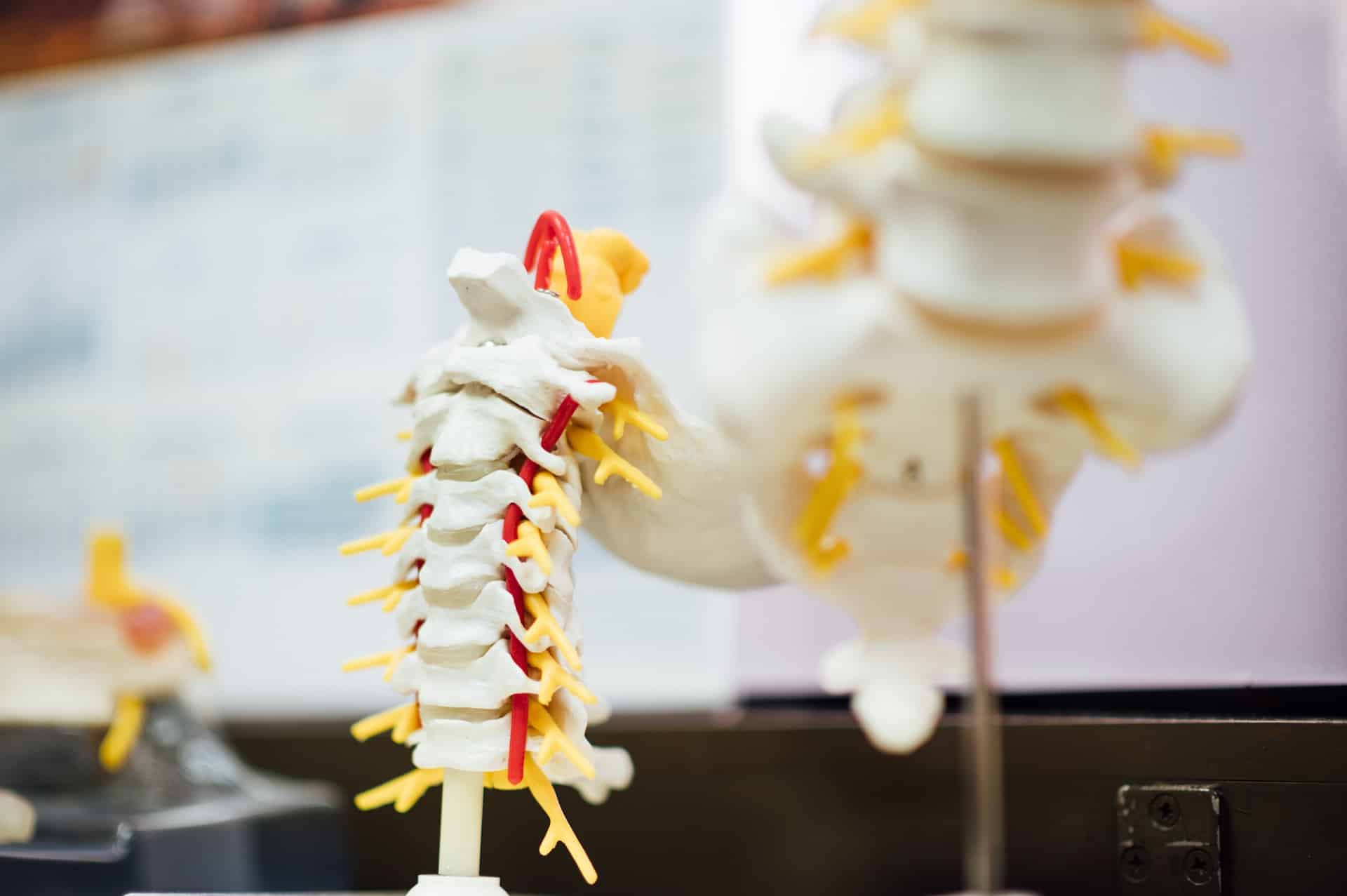spine and lumbar model