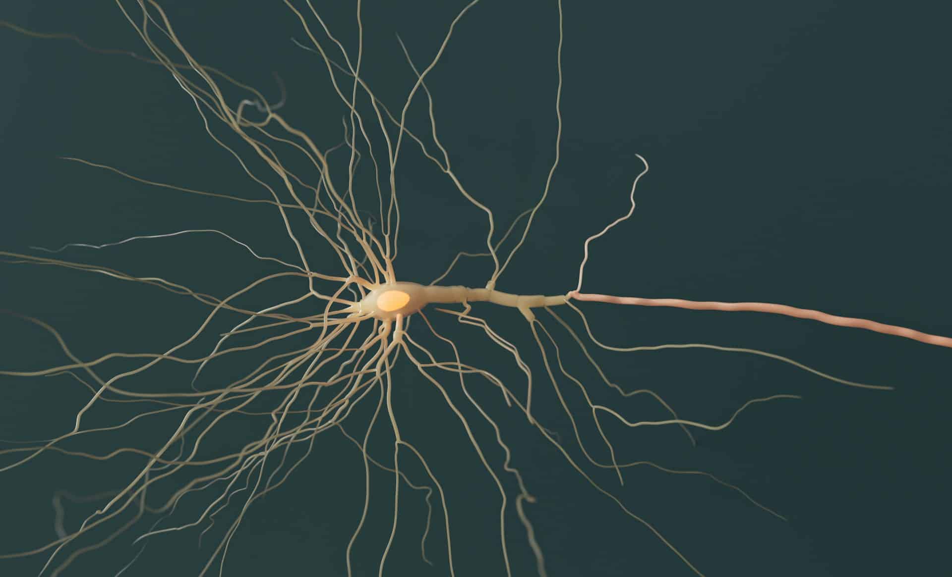 a depiction of a nerve with a green background