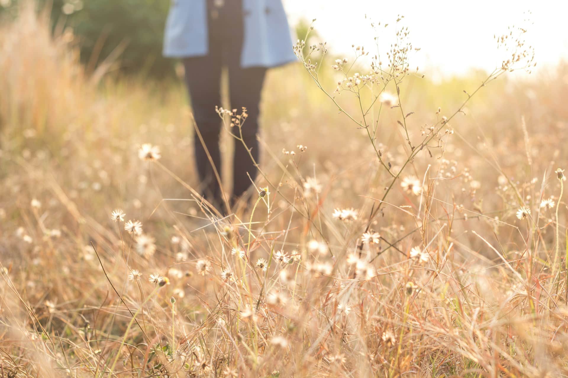 A person stands in a sun-drenched field of tall, dry grass and small white wildflowers, with their legs and lower torso visible. This serene image could represent the contemplative nature of navigating complex legal matters, such as the process of removing an executor from an estate in Ontario.
